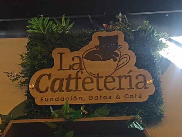 La 'Catfetería': un café por los gatos