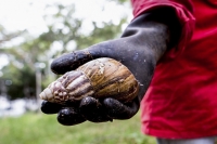 La recolección de caracoles africanos llegó a las seis toneladas en lo que va de este año.