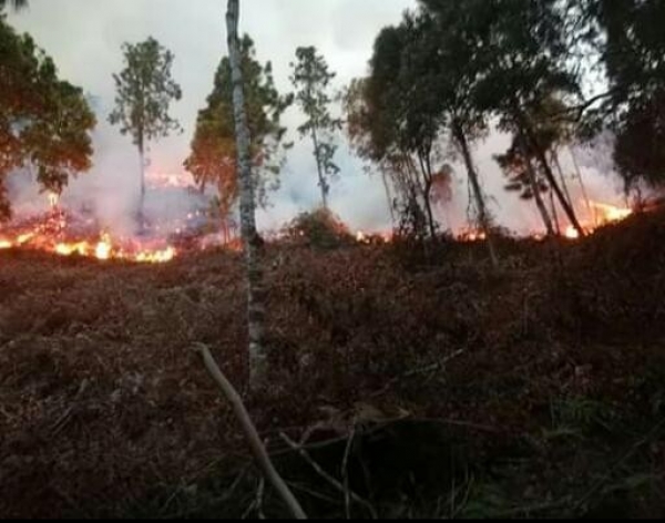 Ejército y Policía Nacional se unen a las labores que buscan extinguir el fuego que ha consumido 35 hectáreas de pinos en Charta, Santander. Foto: Suministrada por los bomberos.
