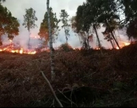 Ejército y Policía Nacional se unen a las labores que buscan extinguir el fuego que ha consumido 35 hectáreas de pinos en Charta, Santander. Foto: Suministrada por los bomberos.|Foto: Jaime Moreno.