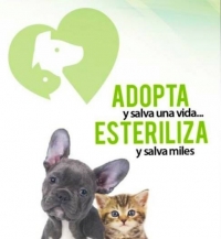 Floridablanca tendrá jornada gratuita de bienestar animal